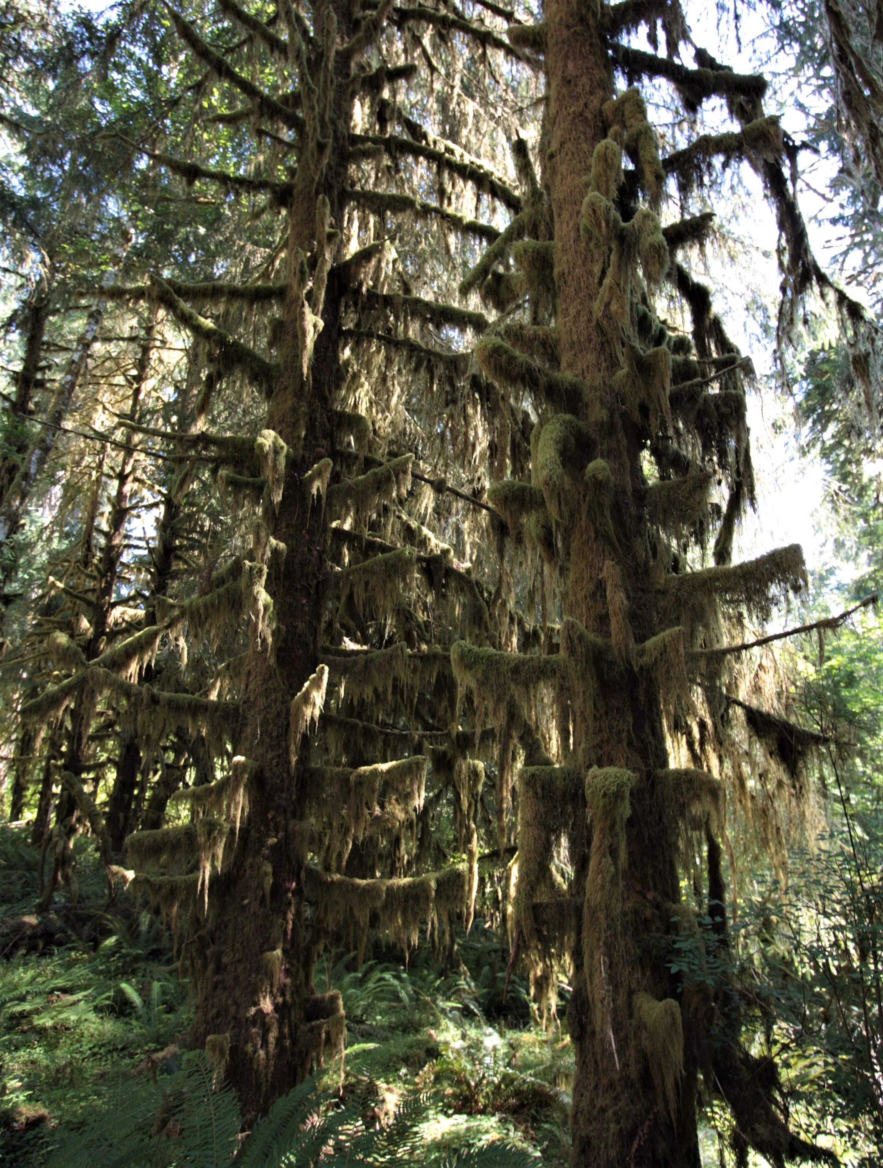 Olympic NP